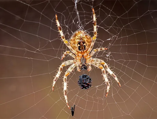 Dedetização de Aranhas em Valinhos