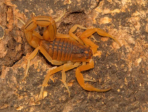 Dedetização de Escorpiões em Santana de Parnaíba