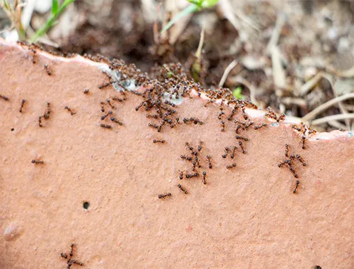 Dedetização de Formigas em Campinas