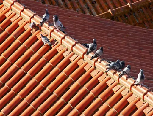 Dedetização de Pombos em Salto